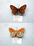 Image of Melitaea trivia