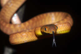 Image of Black-headed Cat Snake