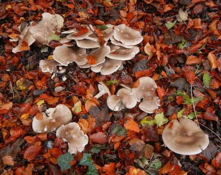 Image of Clitocybe nebularis (Batsch) P. Kumm. 1871