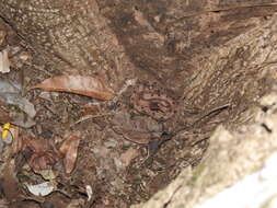 Image of Hump-nosed pit viper