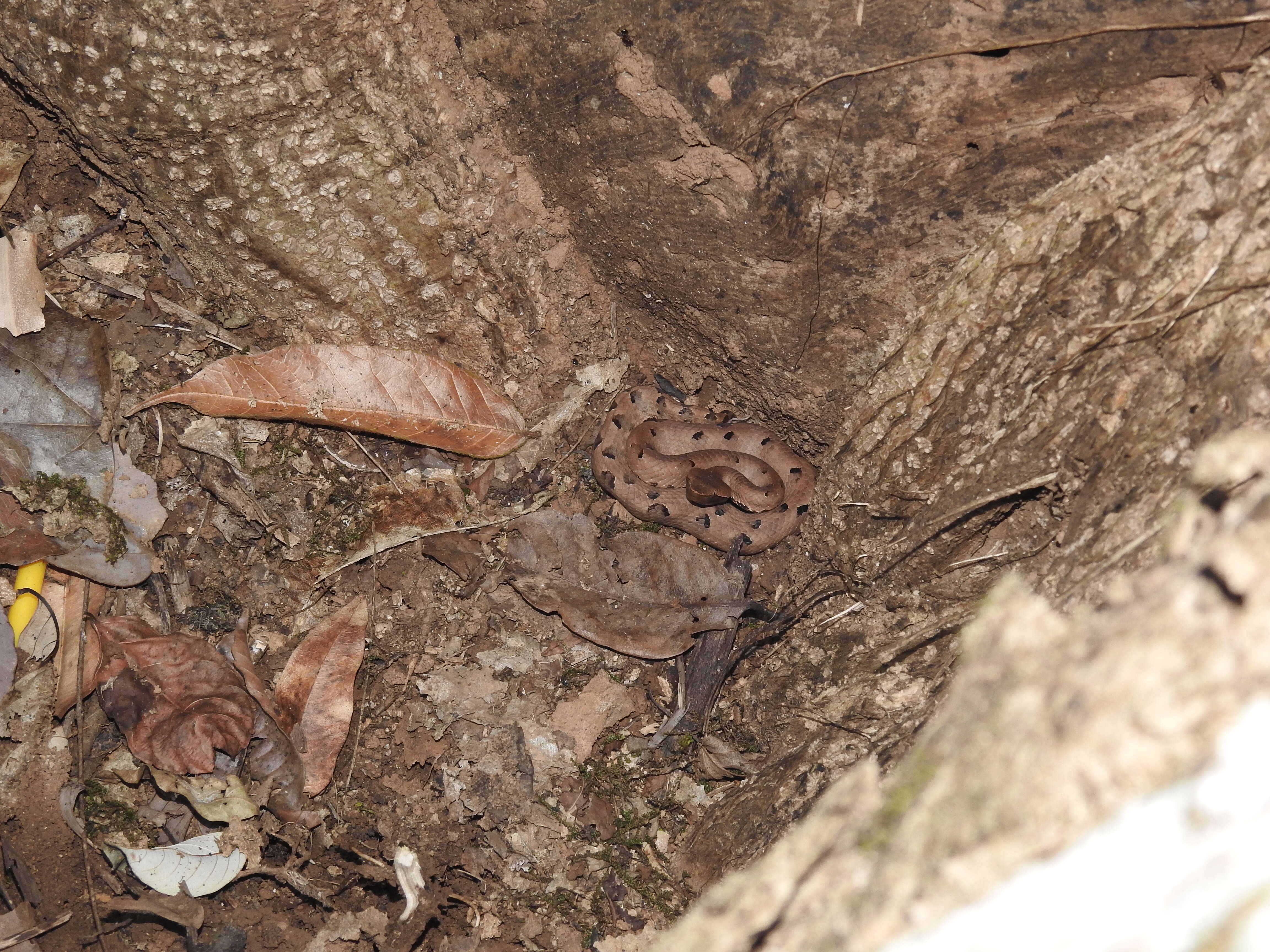 Image of Hump-nosed pit viper