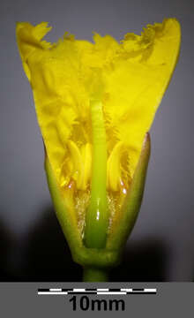 Image of yellow floatingheart