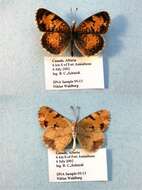 Image of Phyciodes cocyta