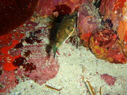 Image of Bluespotted Toadfish