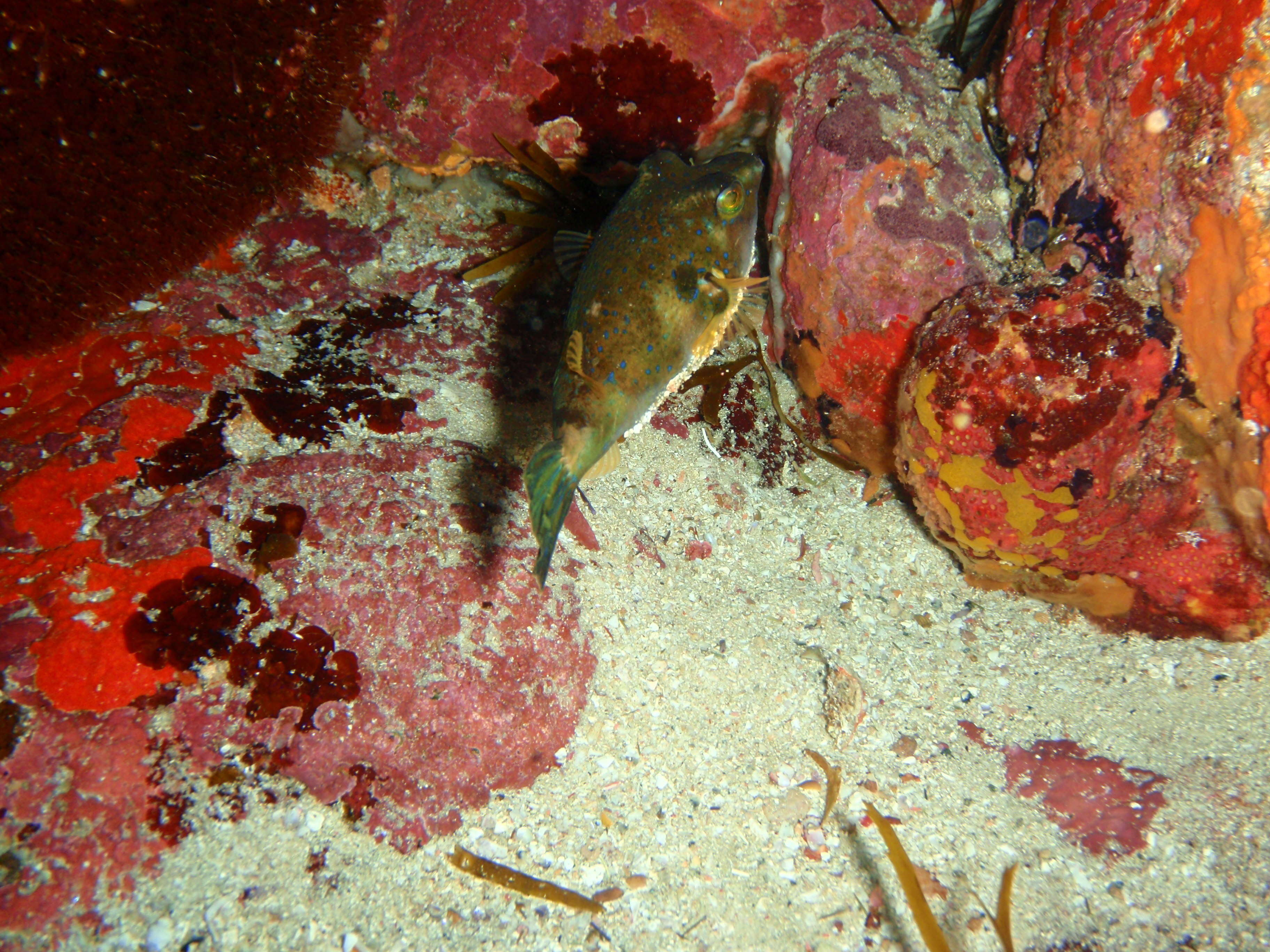 Image of Bluespotted Toadfish