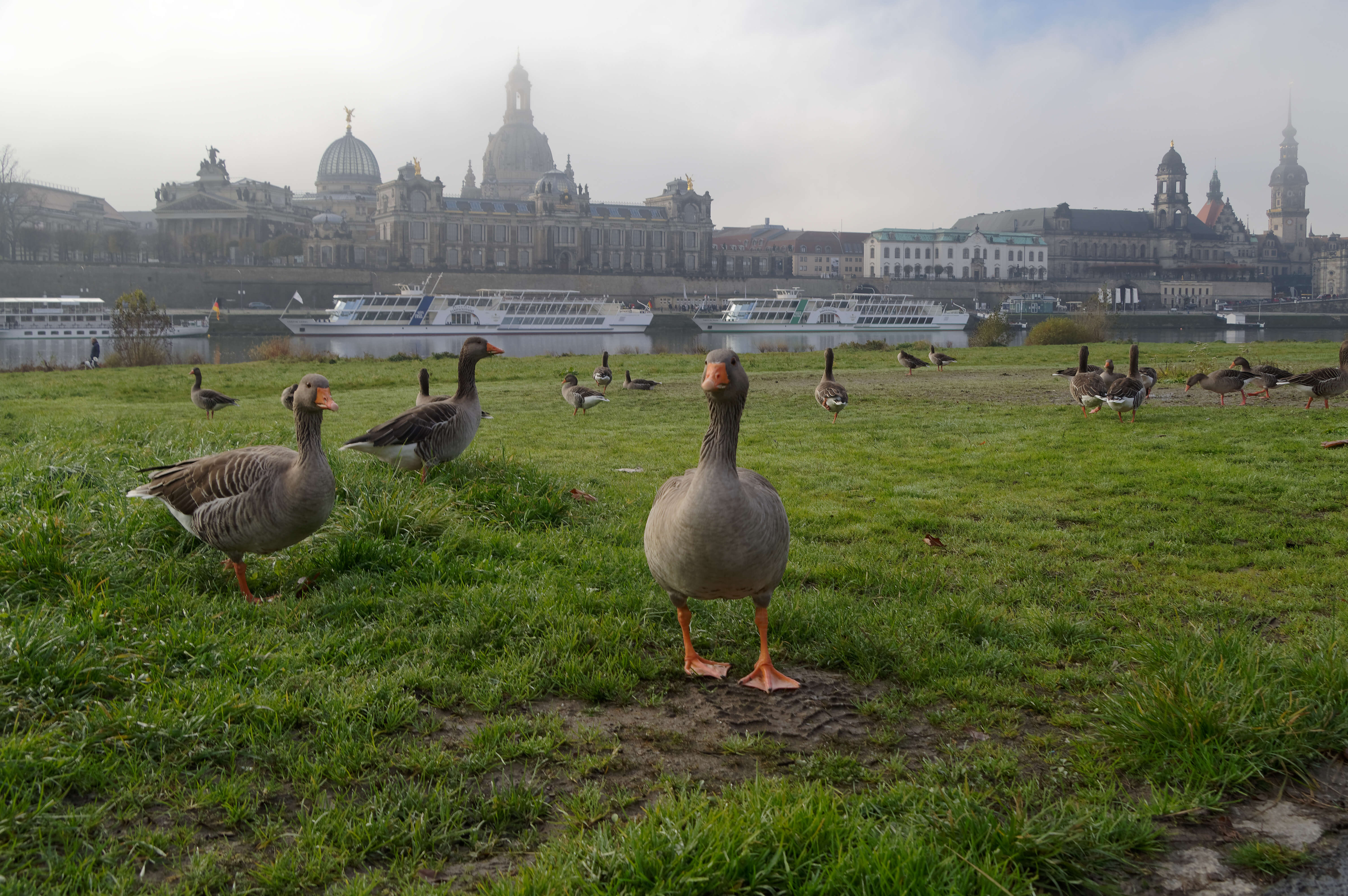 Image of Greylag Goose