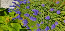 Image of Armenian grape hyacinth