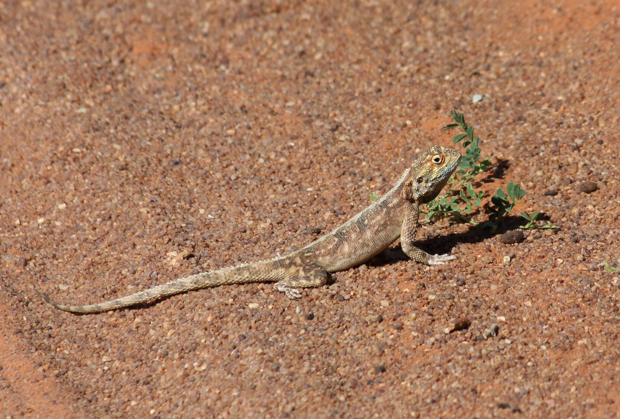 Image of Ground Agama