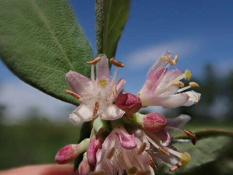 Image of western snowberry