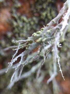 Image of farinose cartilage lichen