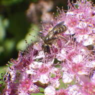 Image of Halictus confusus Smith 1853