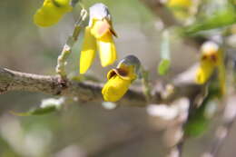 Image of Anagyris foetida L.