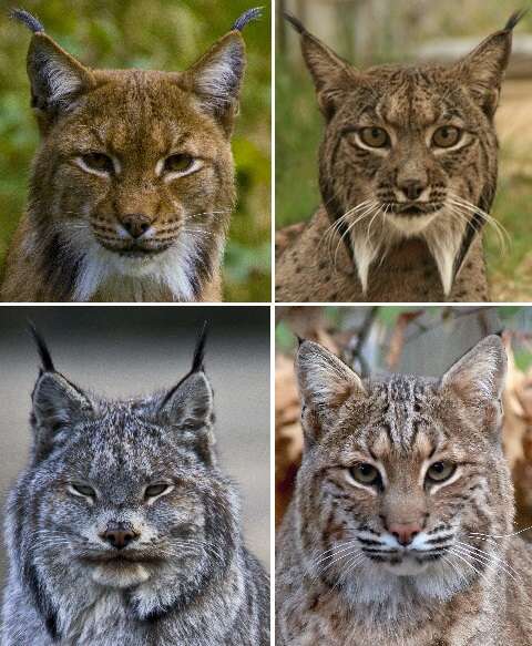 Image of Mexican bobcat