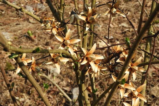 Image of Toona sinensis (A. Juss.) M. Roem.