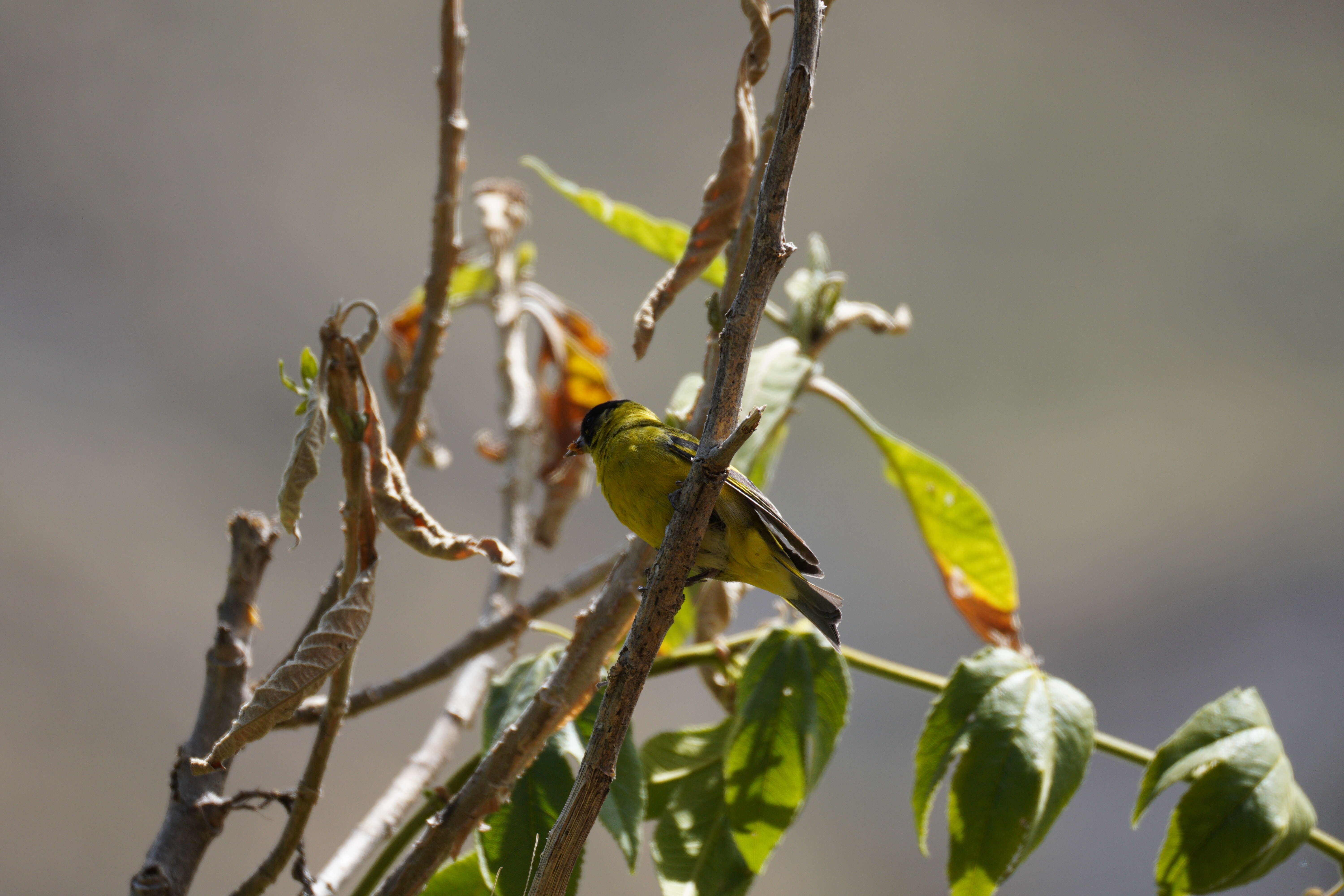 Image of Hooded Siskin