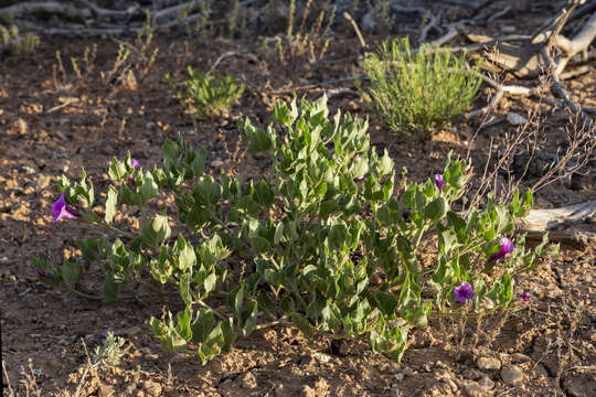 Image de Mirabilis multiflora (Torr.) Gray