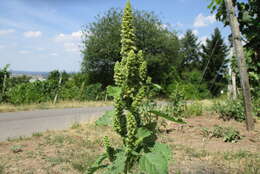 Image of redroot amaranth