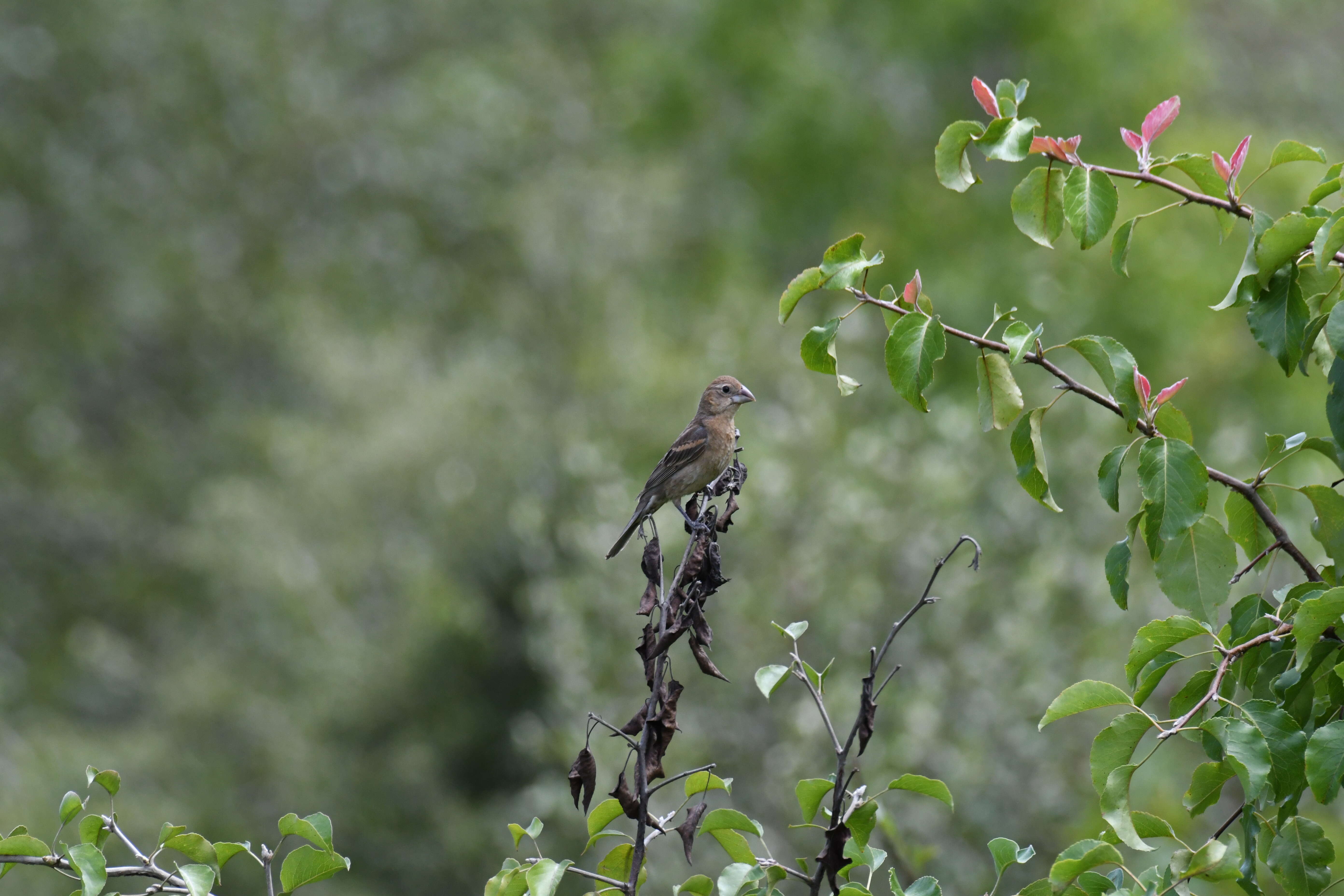 Image of Blue Grosbeak