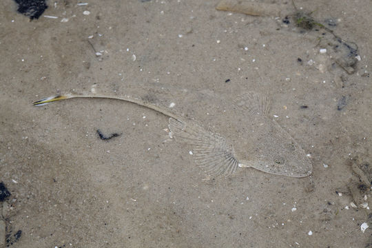 Image of Bar-tailed Flathead