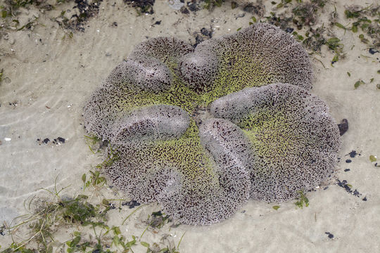 Image of Haddon's Carpet Anemone