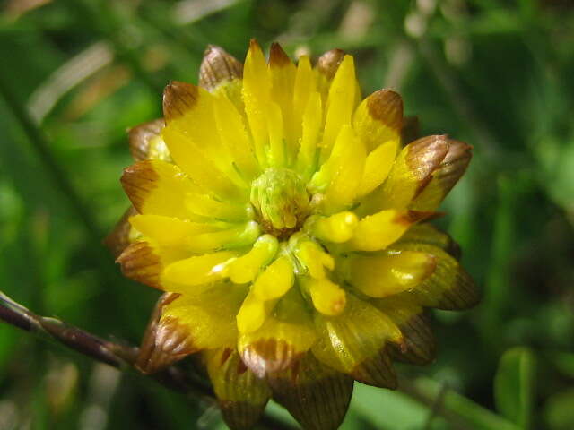 Image of brown clover