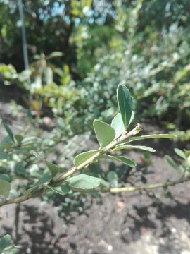 Image of <i>Ilex kunthiana</i>