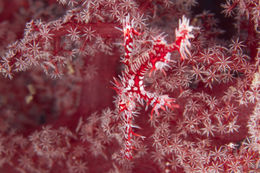 Image of Ornate ghost pipefish