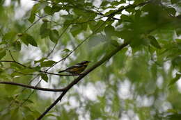 Image of Magnolia Warbler