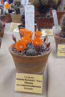 Image of rebutia