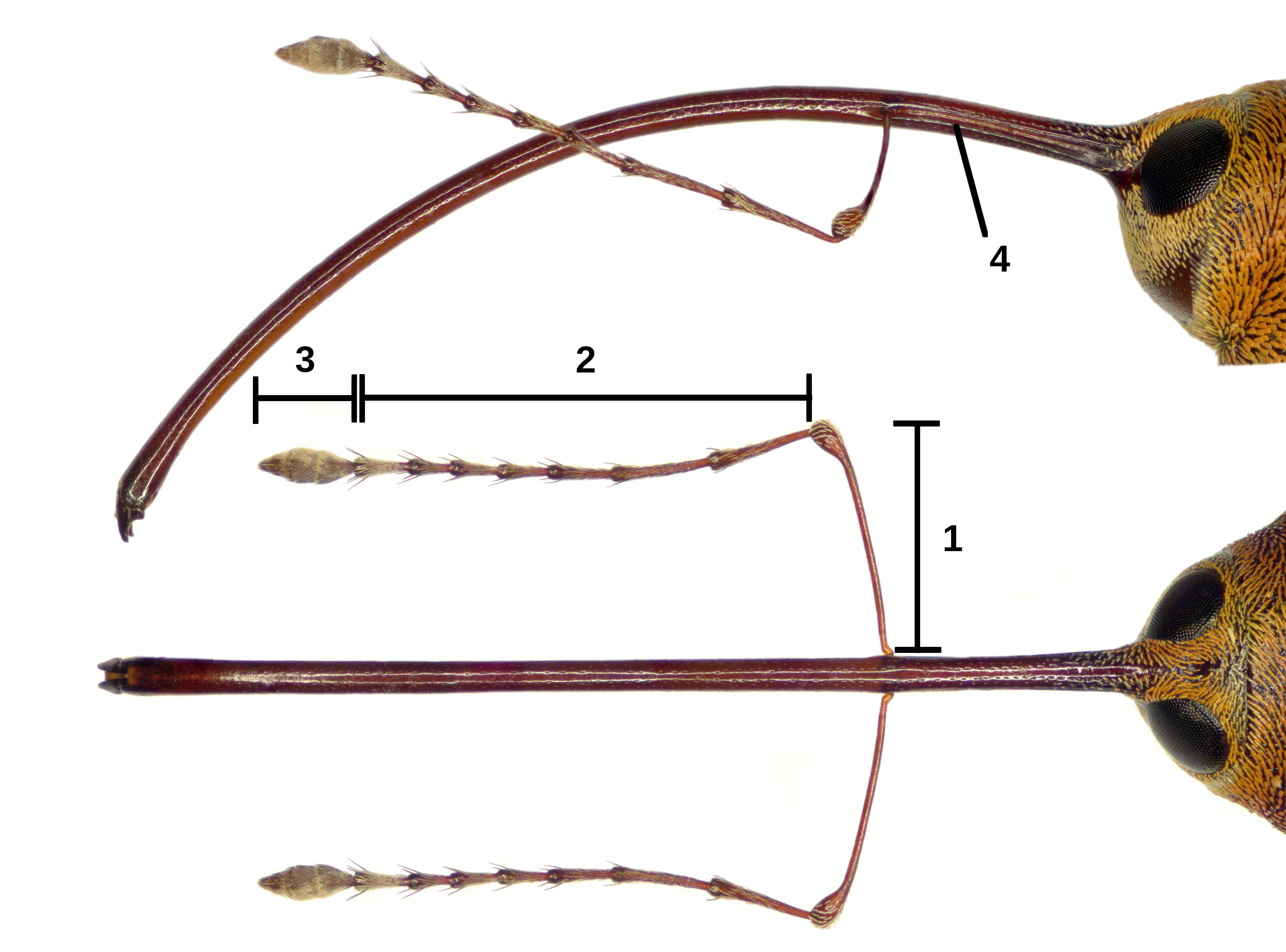 Image of Acorn weevil