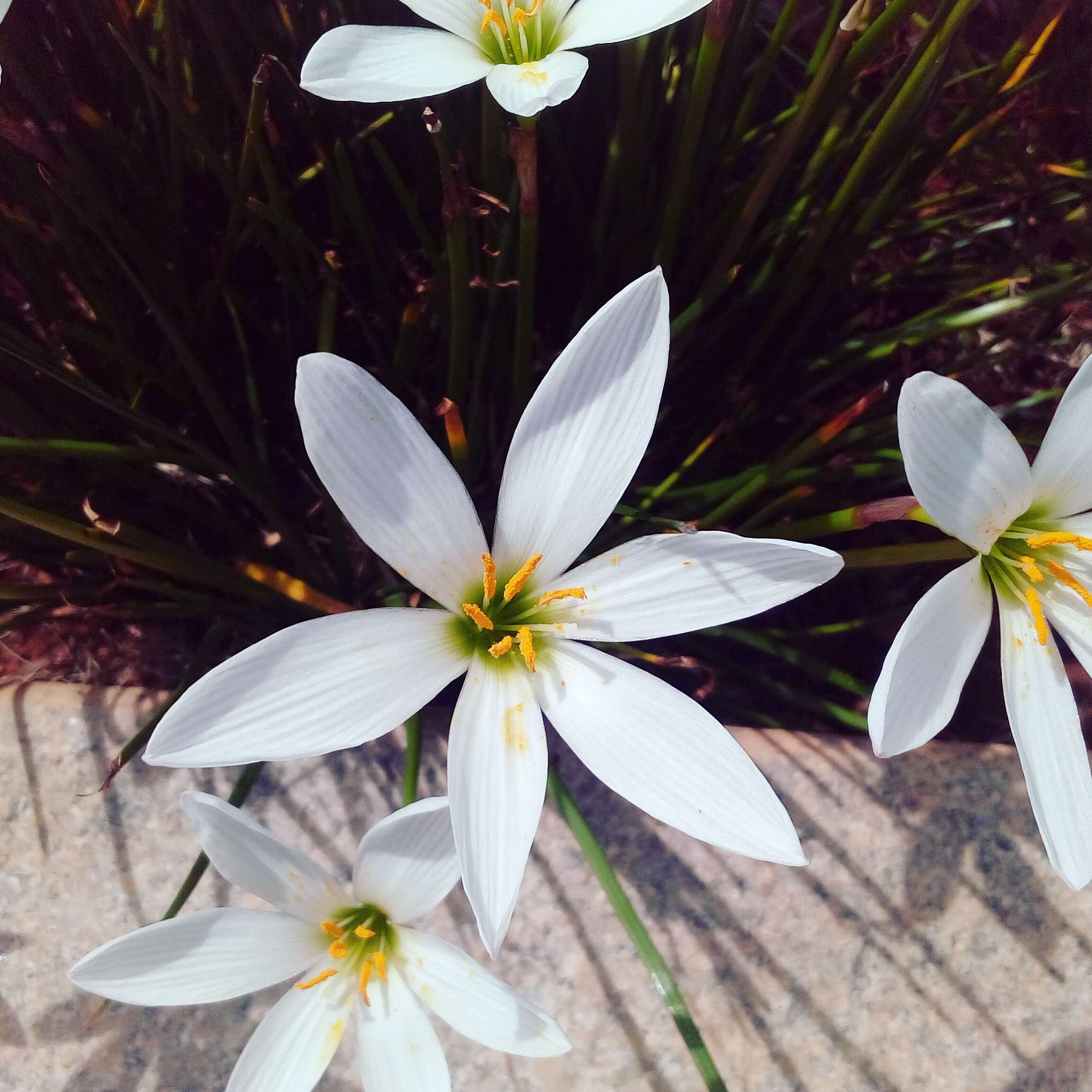 صورة Zephyranthes