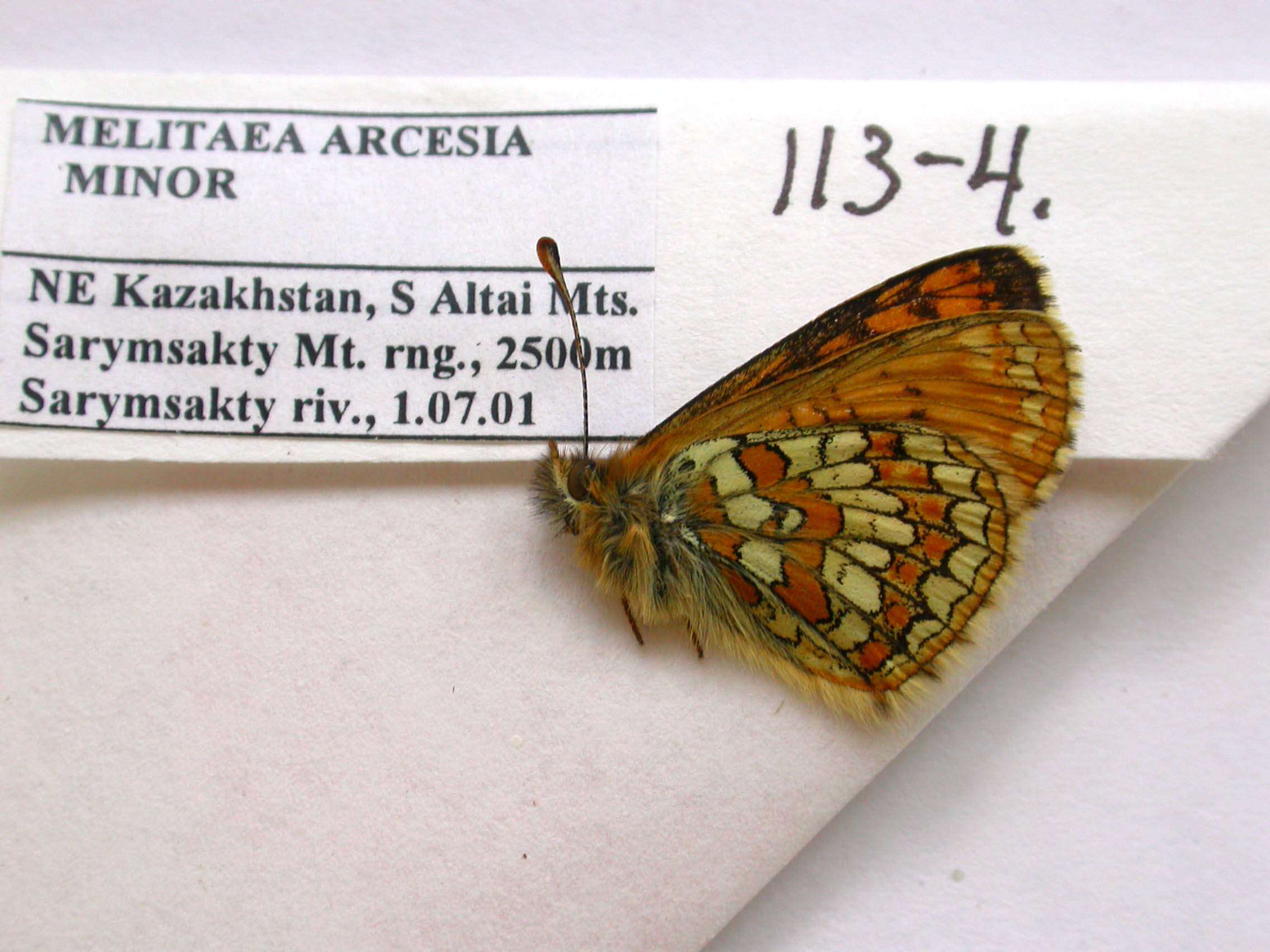 Plancia ëd Melitaea arcesia Bremer 1861