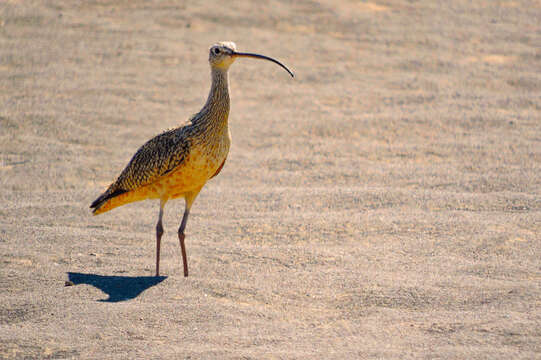 Image of Long-billed Curlew