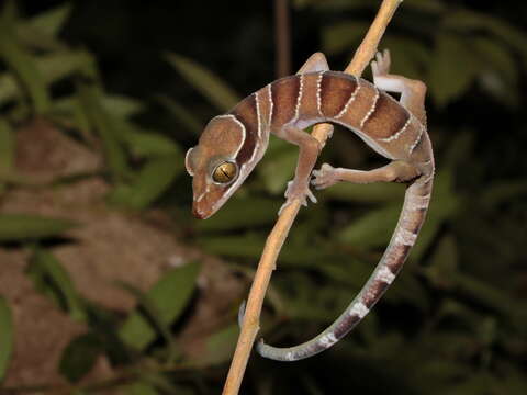 Cyrtodactylus bintangrendah resmi