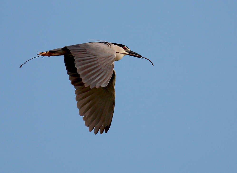 Image of herons and bitterns