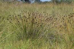 Image of Black Bog-rush