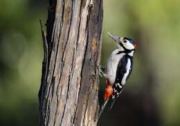 Image of Great Spotted Woodpecker