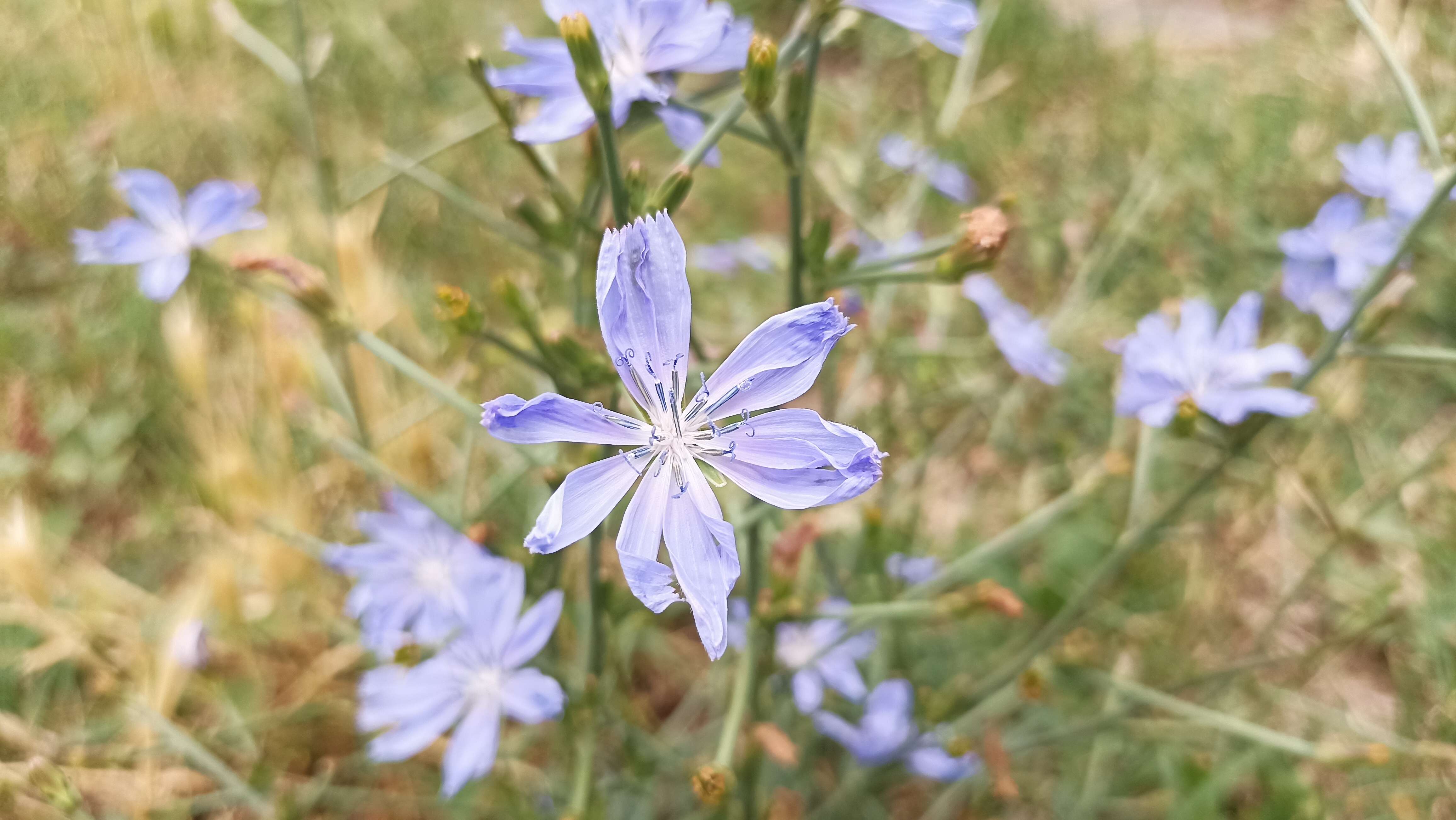 Image of chicory