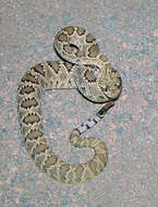 Image of Mohave Rattlesnake