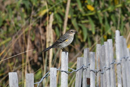 Image of Myrtle Warbler