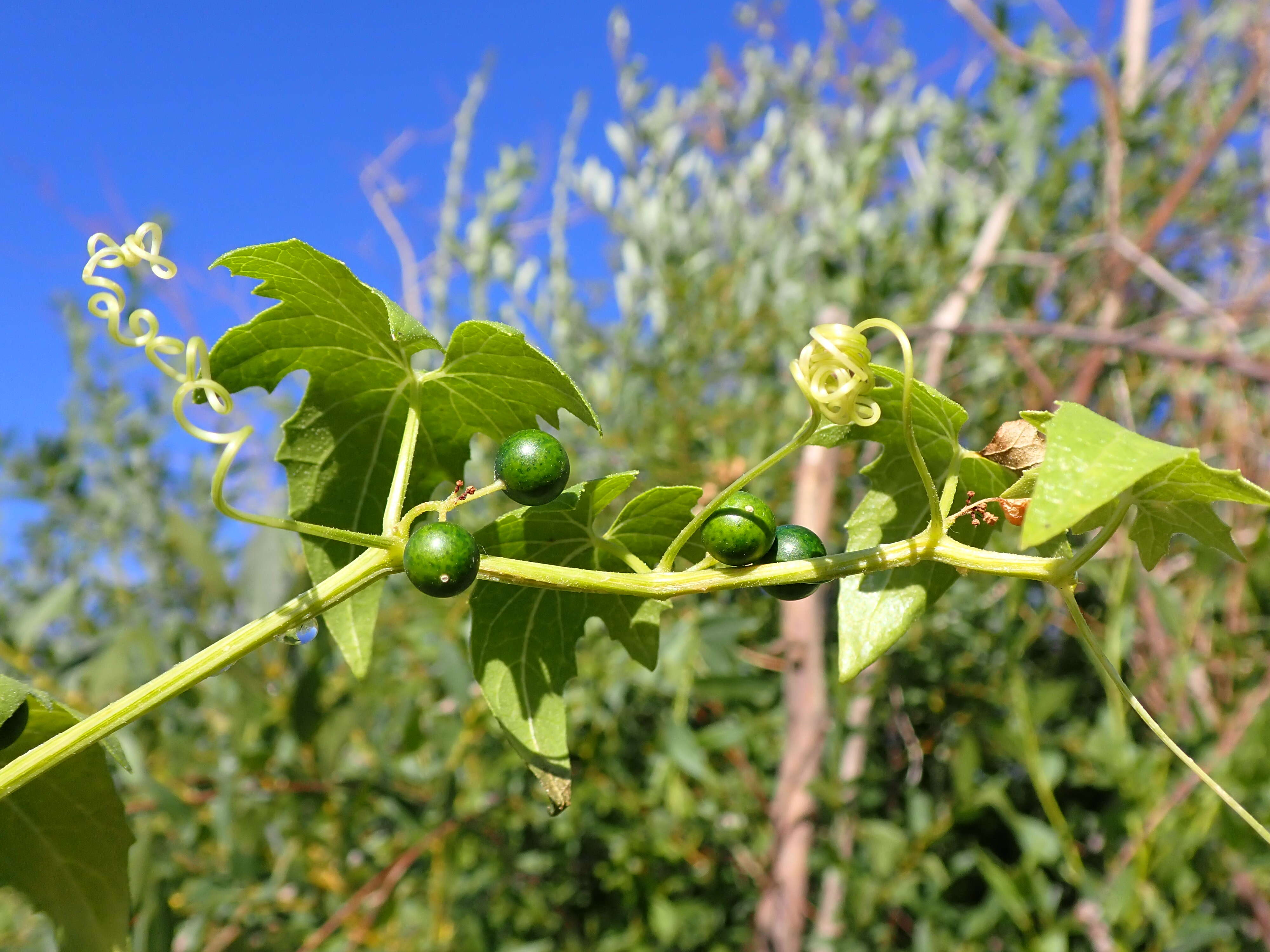 Image of white bryony