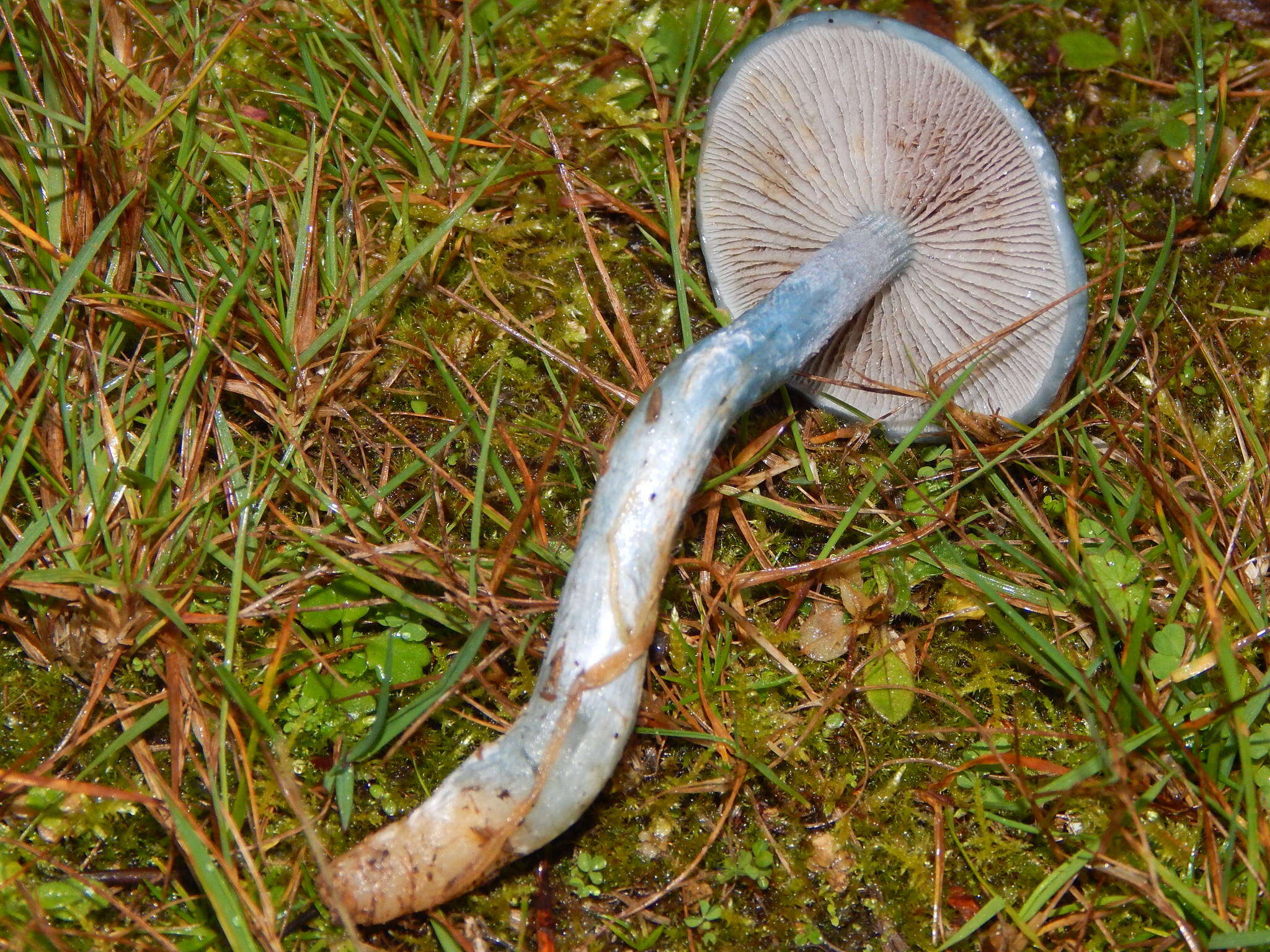 Image of Stropharia caerulea Kreisel 1979