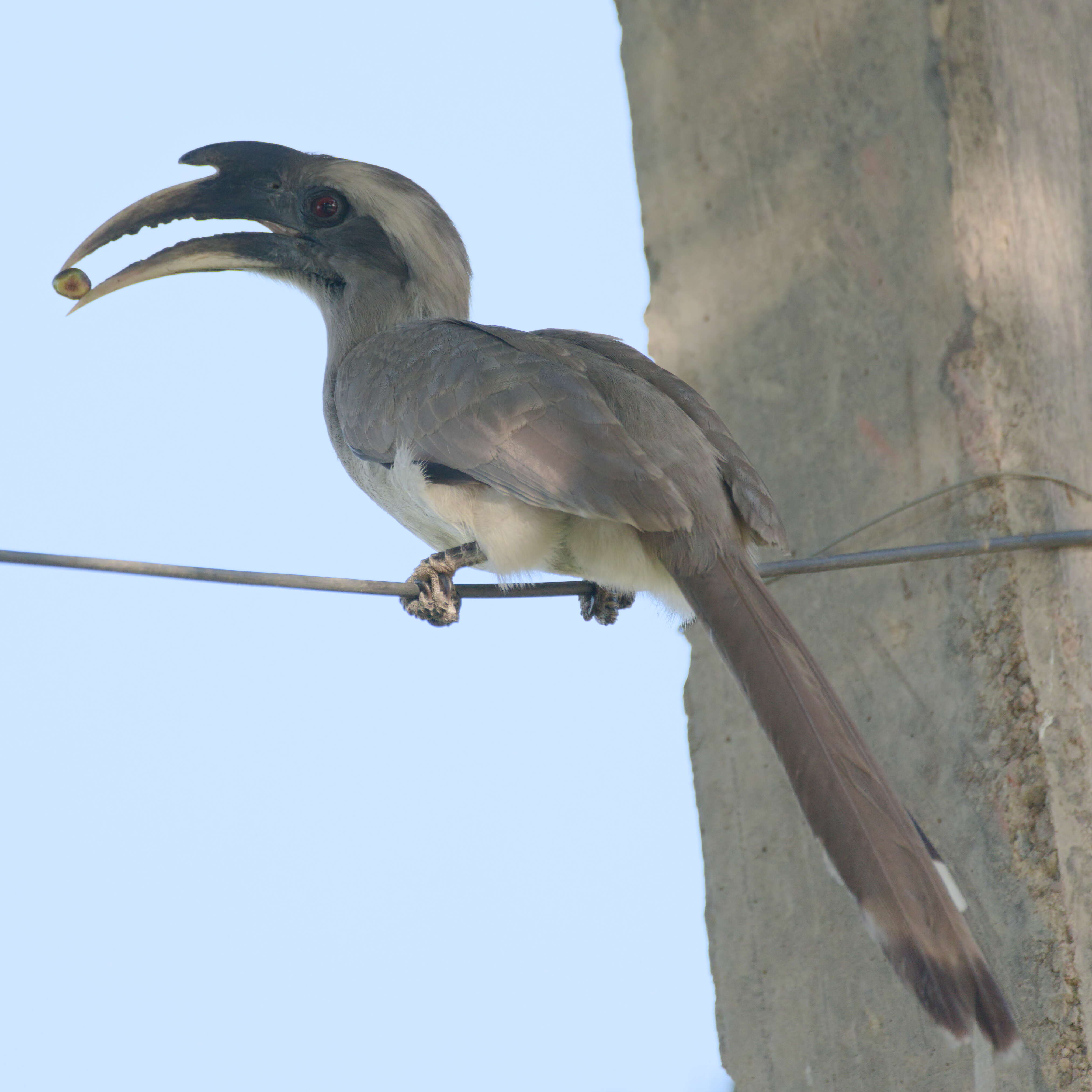 Image of Indian Grey Hornbill