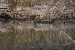 Image of Green-winged Teal