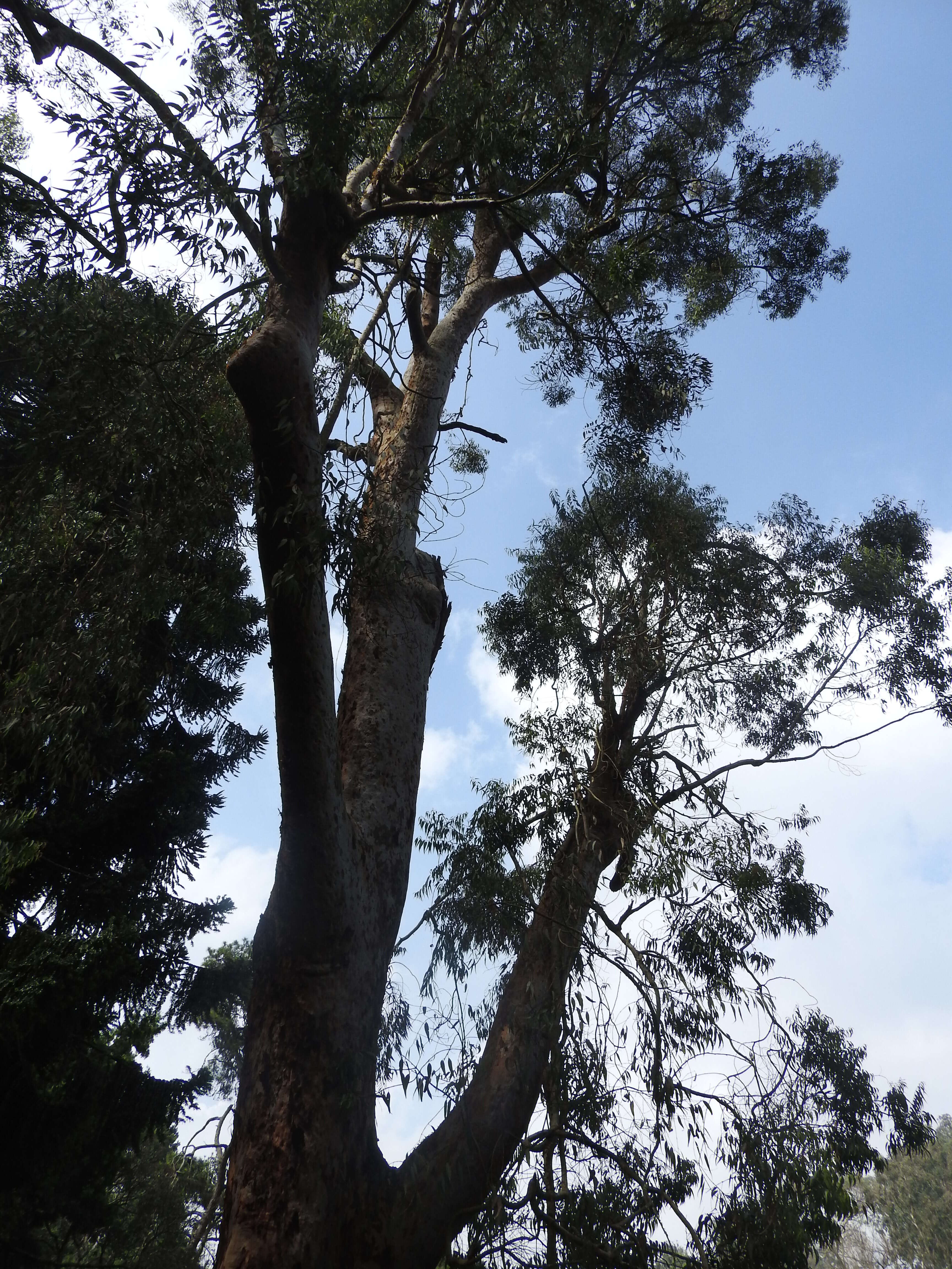 Image de Angophora subvelutina F. Müll.