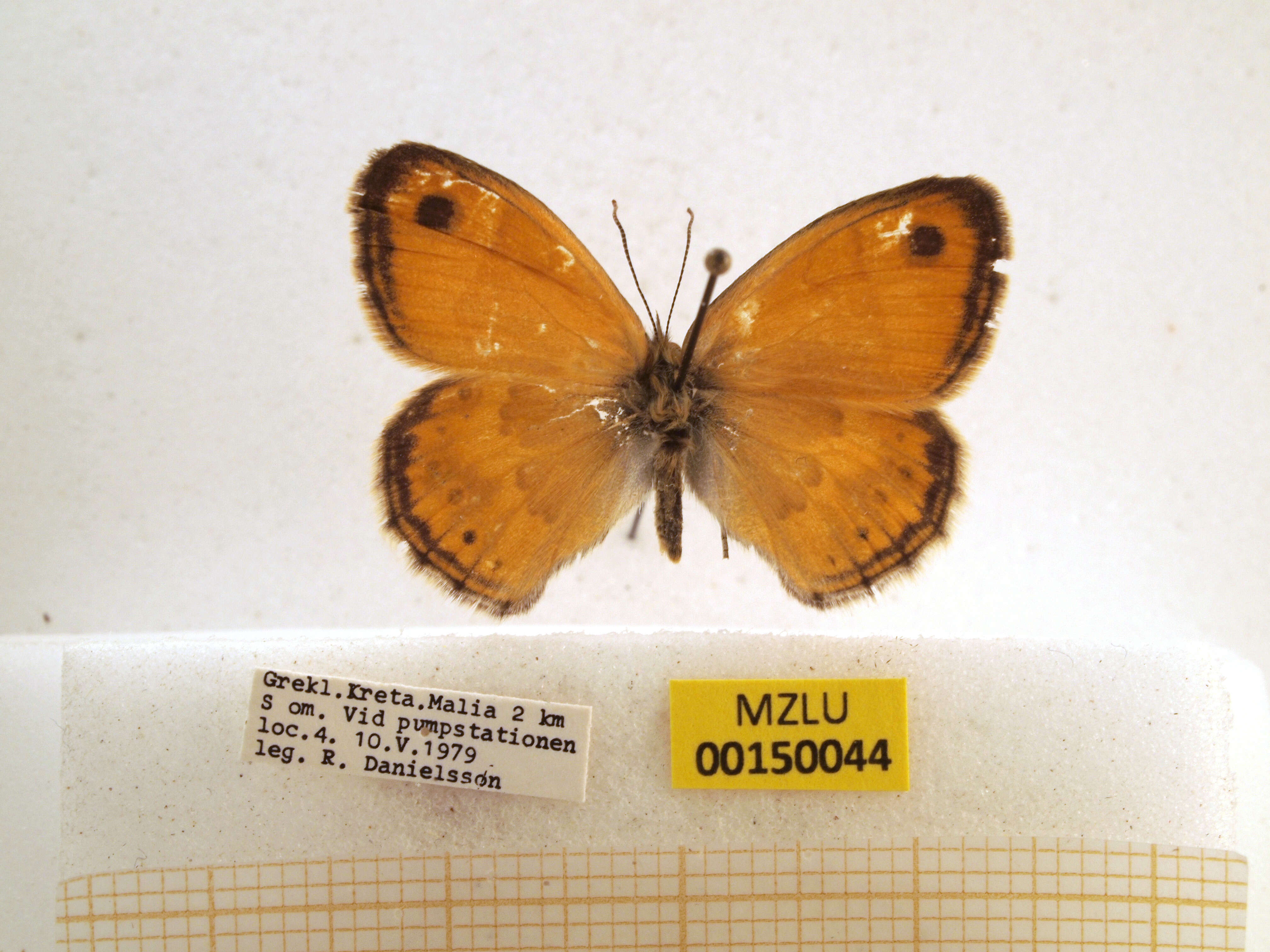 Image of Cretan Small Heath