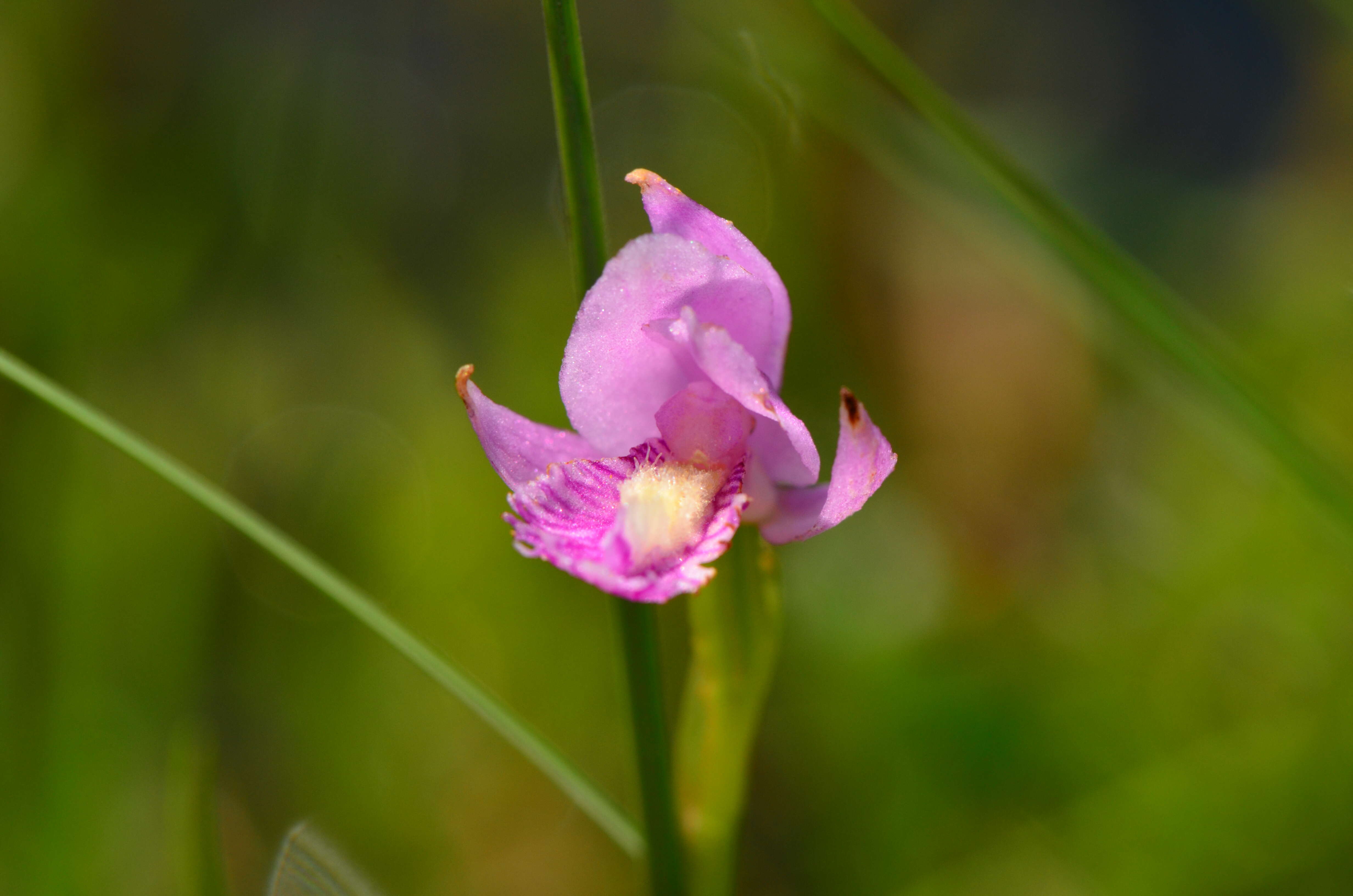 Image of snakemouth orchid