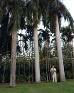 Image of queen palm