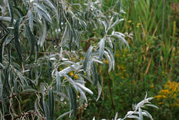 Image of Russian olive