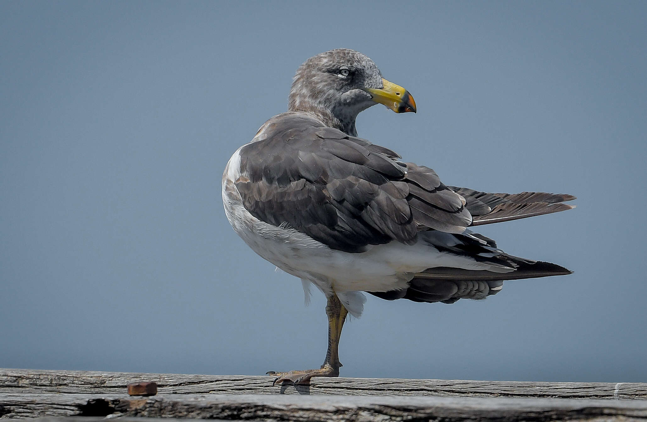 Image of Pacific Gull